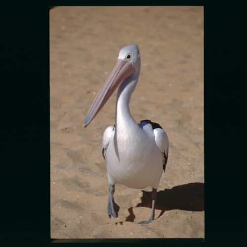 Monkey Mia, Australian Pelican