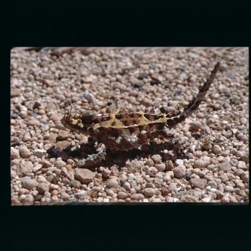 Moloch / Thorny Devil