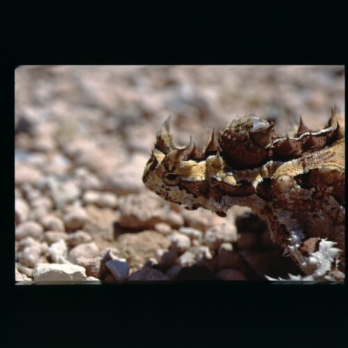 Moloch / Thorny Devil