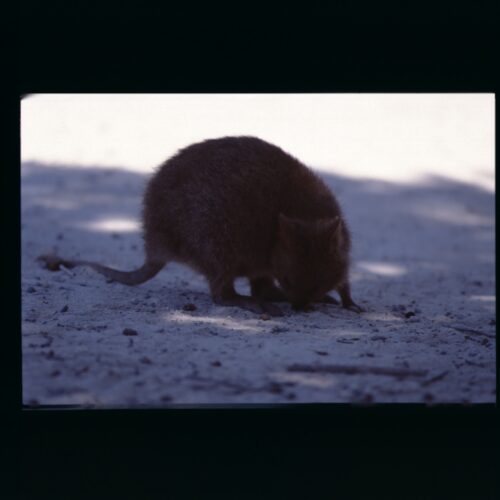 Quokka, Rottnest Island