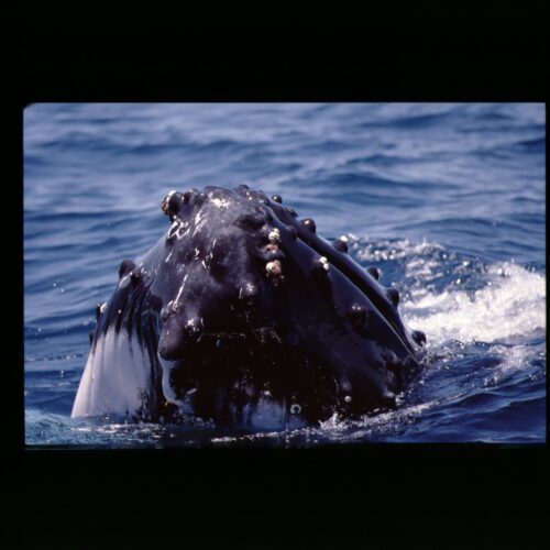 Humpback Whale off Perth