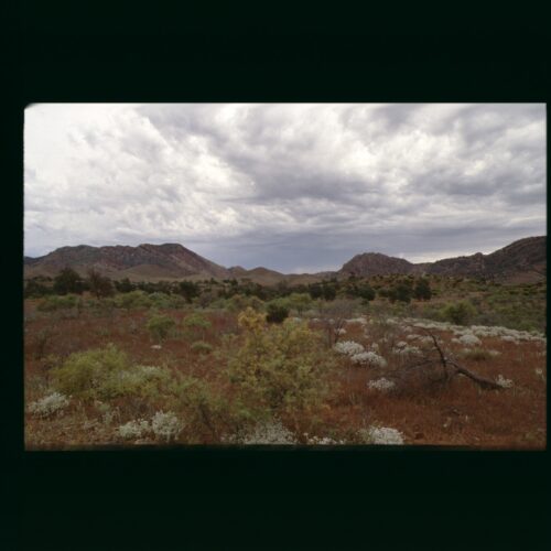 Flinders Ranges NP