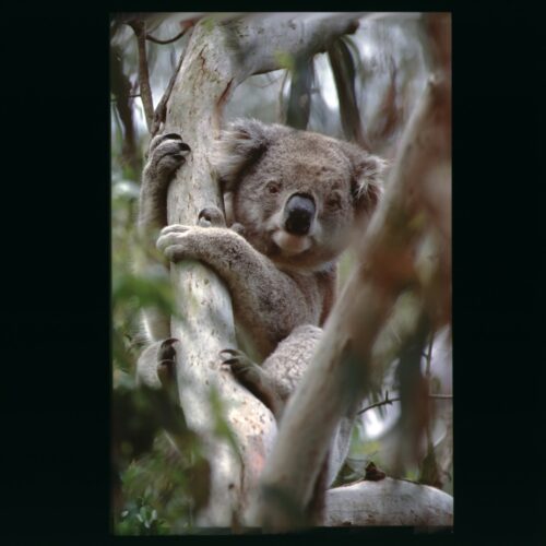 Koala, Phillip Island