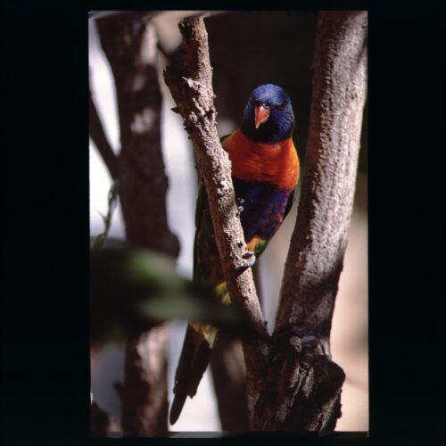 Rainbow Lorikeet