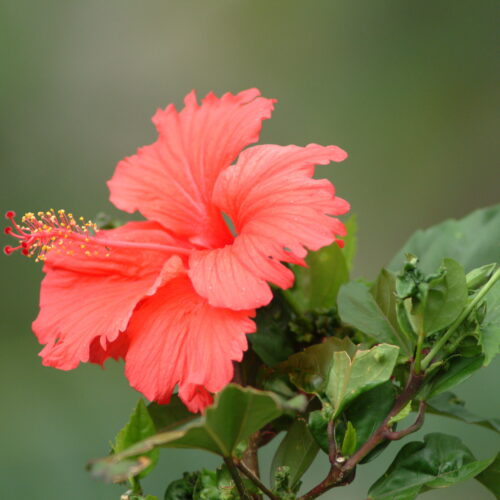 Hibiscus