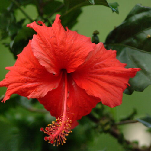 Hibiscus