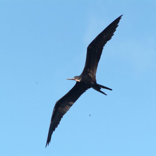 Magnificent Frigatebird