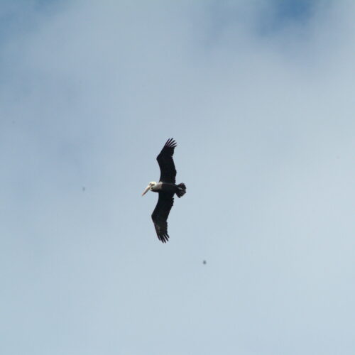 Brown Pelican