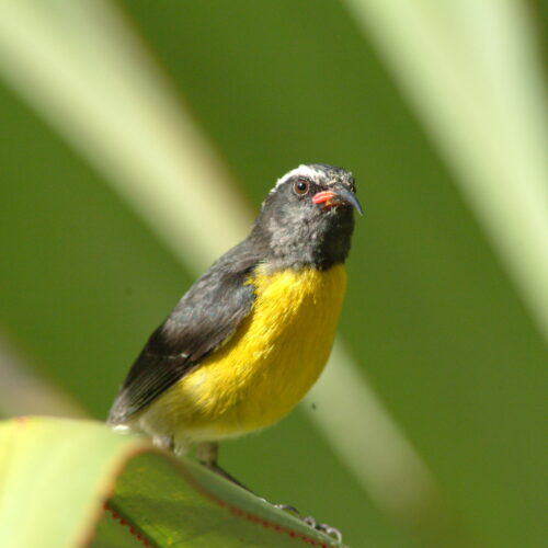 Bananaquit