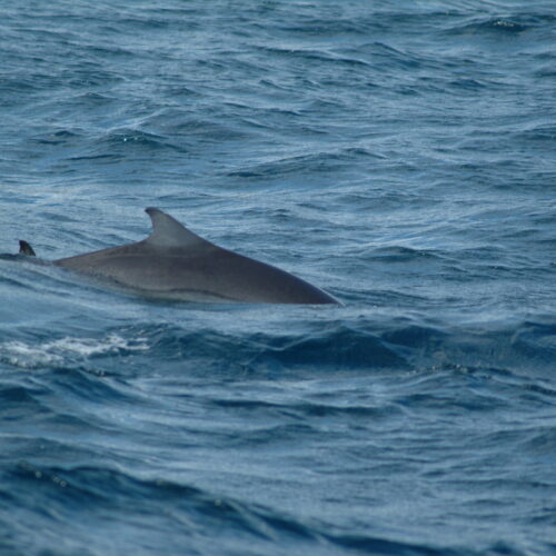 Dwarf Sperm Whale