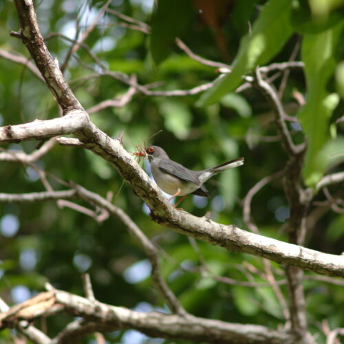 Red legged Thrush