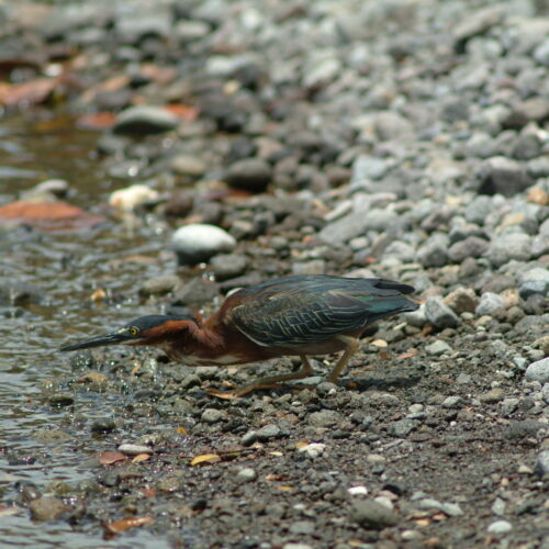 Green backed Heron