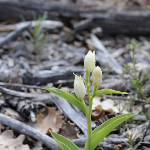 Cephalantera damasonium