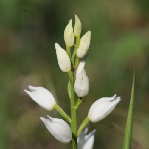 Cephalantera longifolia