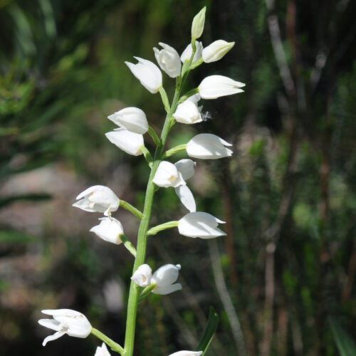 Cephalantera longifolia