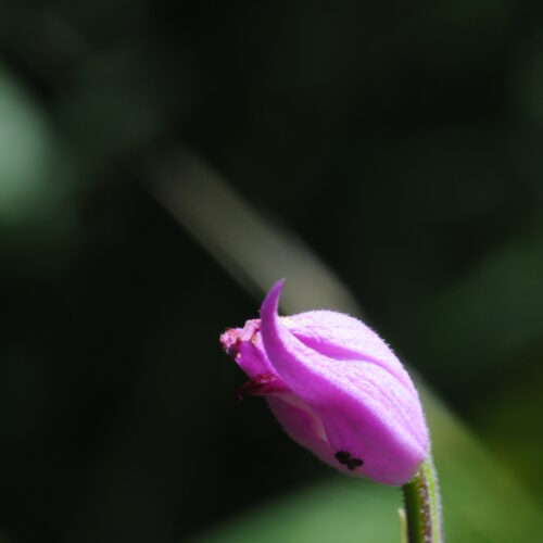 Cephalantera rubra