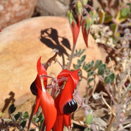 Red Centre, West MacDonnell Ranges, Strandley Chasm, Sturt's Desert Pea