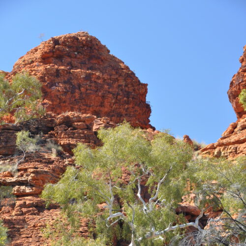 Red Centre, Watarrka (Kings Canyon)