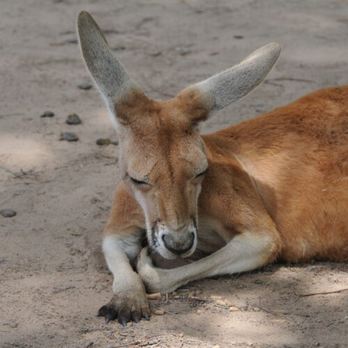 Lone Pine Koala Sanctuary