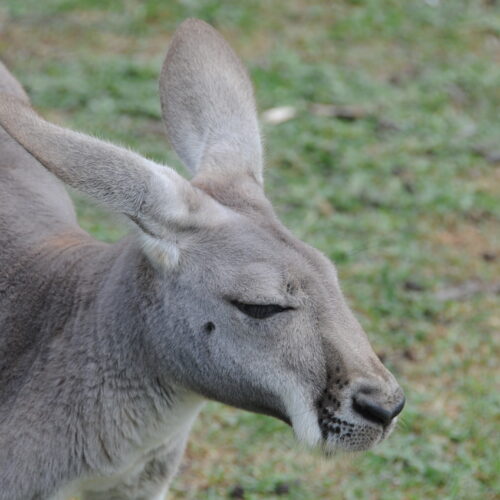 Lone Pine Koala Sanctuary