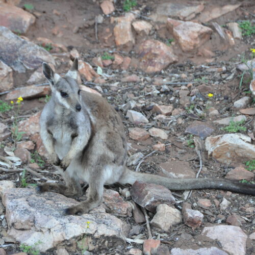 Red Centre, Alice Springs, Black footed Rock Wallaby