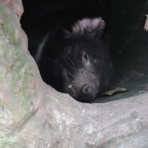 Lone Pine Koala Sanctuary