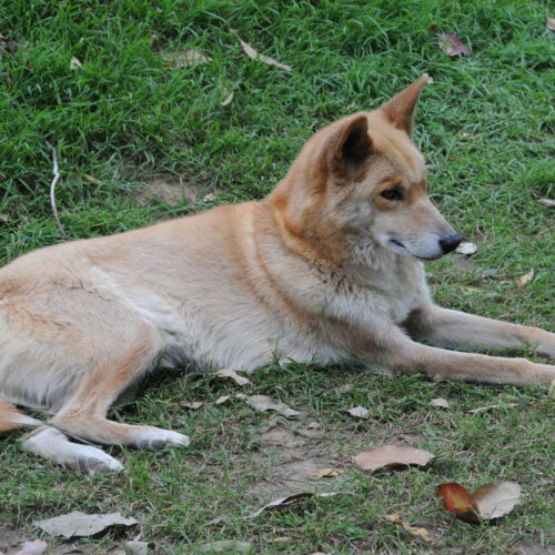 Lone Pine Koala Sanctuary