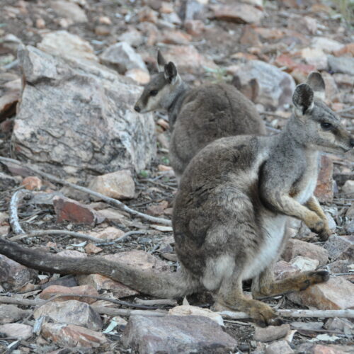 Red Centre, Alice Springs, Black footed Rock Wallaby