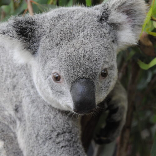 Lone Pine Koala Sanctuary