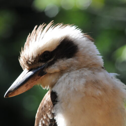 Springbrook NP