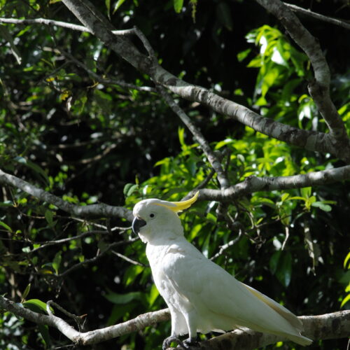 Springbrook NP