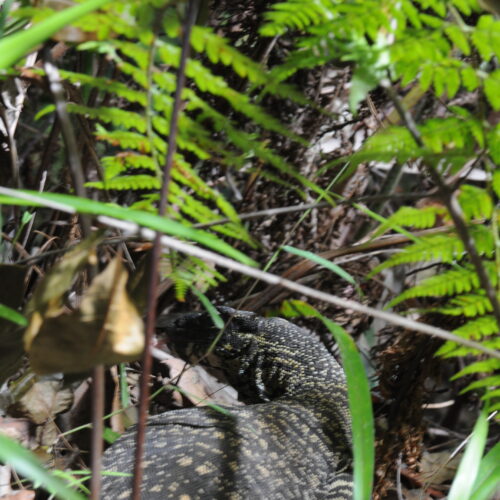 Springbrook NP