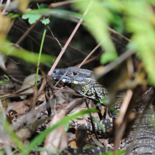 Springbrook NP