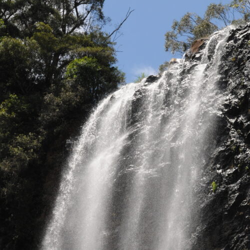 Springbrook NP