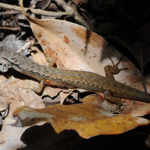 Springbrook NP