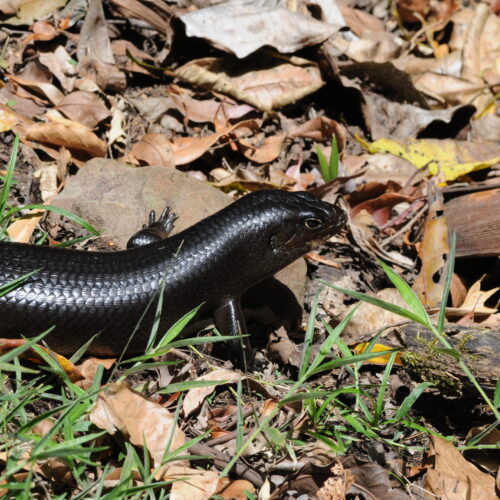 Springbrook NP