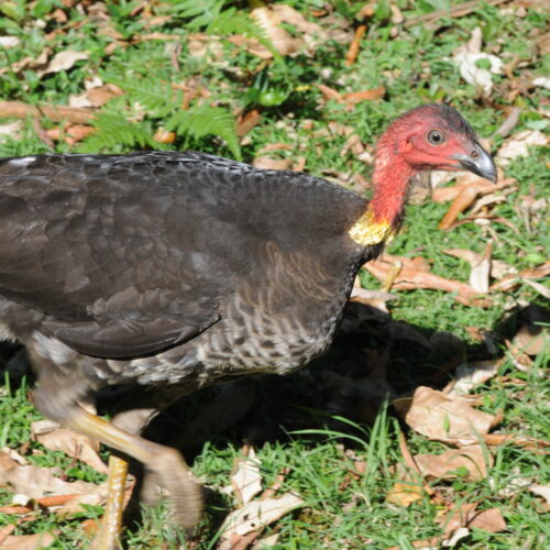 Springbrook NP