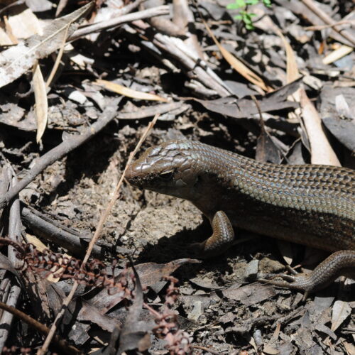 Springbrook NP