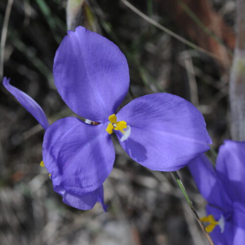 Girraween NP