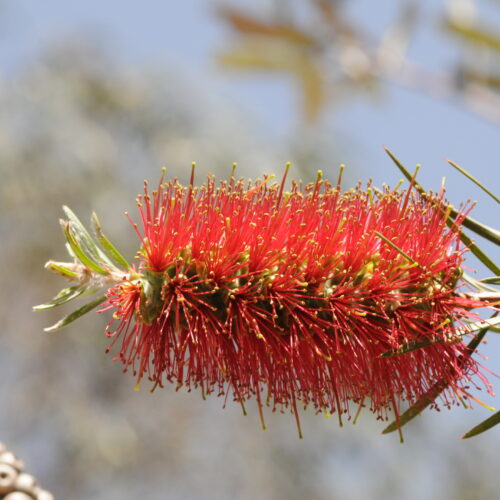 Girraween NP