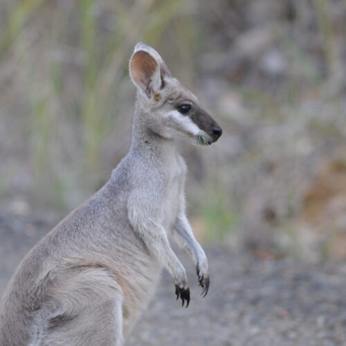 Carnarvon Gorge