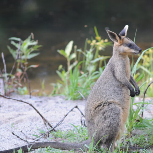 Carnarvon Gorge