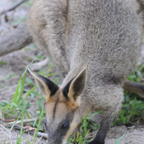 Carnarvon Gorge