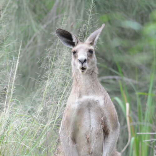 Carnarvon Gorge