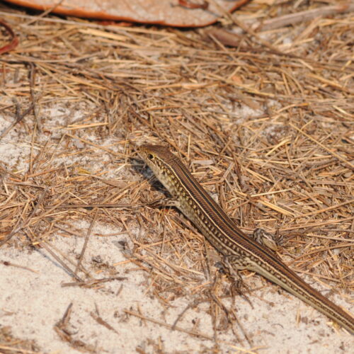 Carnarvon Gorge