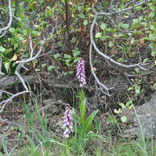 Himantoglossum metlescianum