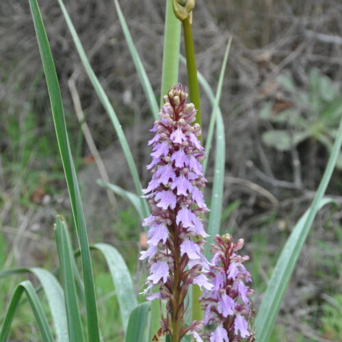 Himantoglossum metlescianum