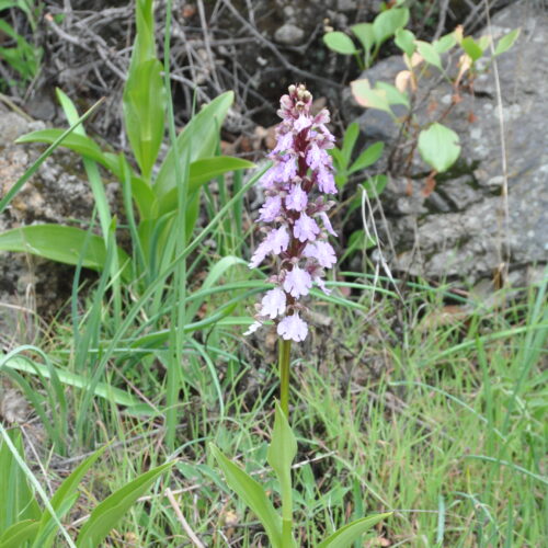 Himantoglossum metlescianum