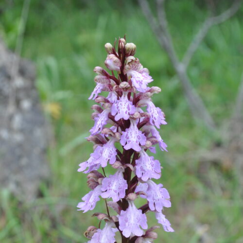 Himantoglossum metlescianum