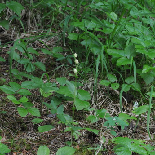 Cephalantera damasonium